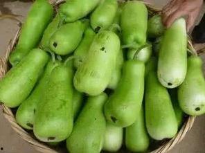 吃葫芦瓜中毒吗,食用需谨慎