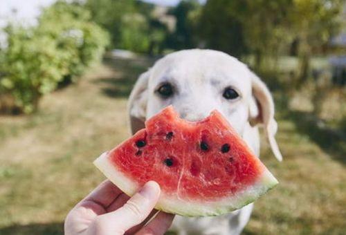 梨瓜可以给狗吃吗有毒吗,狗狗的健康零食？揭秘其安全性及潜在毒性