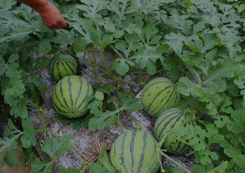 山西吃瓜协会,品味地方特色，传承民间美食文化