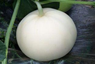 怀孕梨瓜可以吃吗,怀孕期间可以食用梨瓜吗？