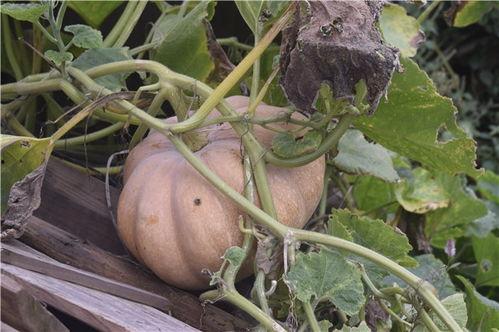 老汉瓜多熟可以吃,丰收时节尽享美味