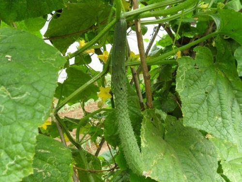 吃小瓜发苦,吃小瓜发苦的真相与应对策略